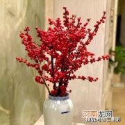 潍坊王易明：春节时期，家里的绿植摆放讲究有哪些？