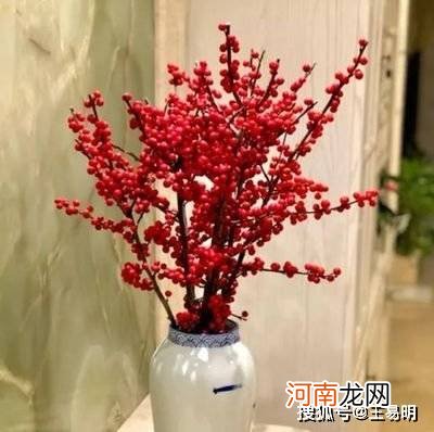 潍坊王易明：春节时期，家里的绿植摆放讲究有哪些？