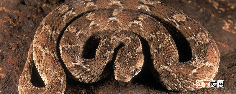 世界上最大的十种蛇 世界上最大的十种蛇有哪些