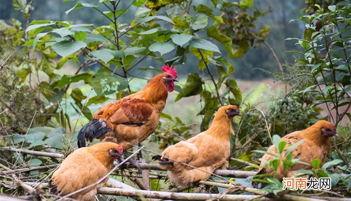 石鸡是几级保护动物 石鸡属于国家几级保护动物
