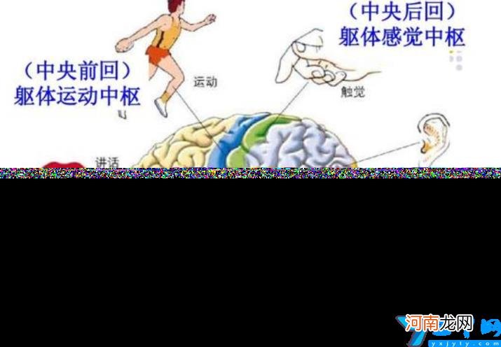 智商是怎么测出来的 智商105是什么水平