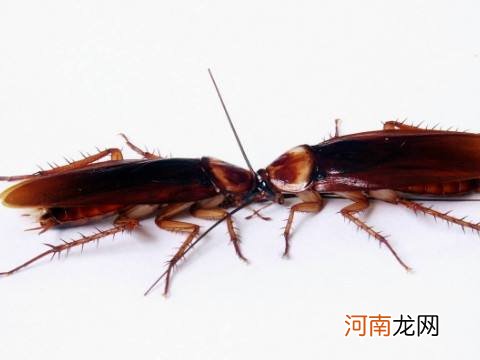 梦见蟑螂周公解梦 做梦梦见蟑螂