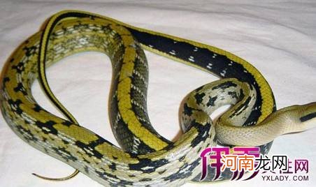 梦见蛇解梦 梦见蛇解梦图