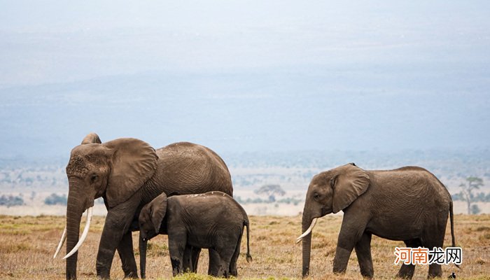 象群首领是公象还是母象 象群头目是公象还是母象