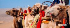 骆驼的寓意及象征 骆驼的象征是什么