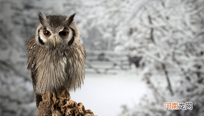 猫头鹰属于鸟类吗 猫头鹰属于鸟类还是禽类