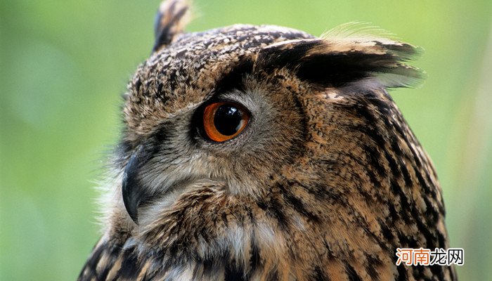 猫头鹰属于鸟类吗 猫头鹰属于鸟类还是禽类