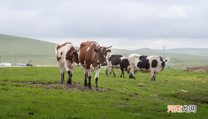 蒙古国的传统产业是什么 蒙古国的传统产业是哪些