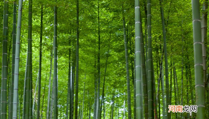 岁寒三友是指什么 岁寒三友是指什么意思