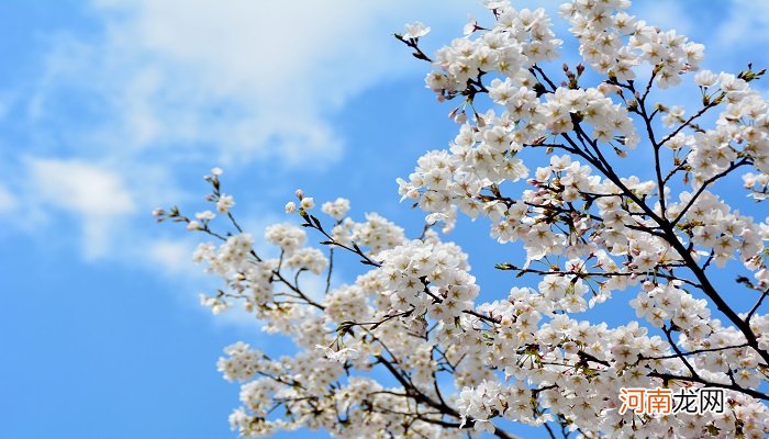 梨花是什么季节开的 砀山梨花是什么季节开的