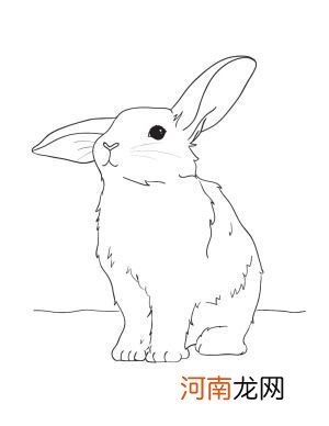 孩子要画画你会不会教？适合孩子临摹的兔子素材，保证他会喜欢画
