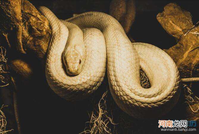 做梦梦见自己被蛇咬手是什么意思 做梦梦到自己被蛇咬手是什么意思