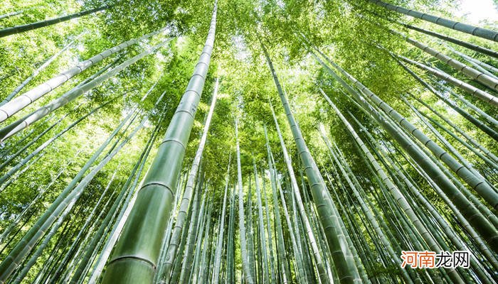 竹子的寓意 竹子的寓意和象征