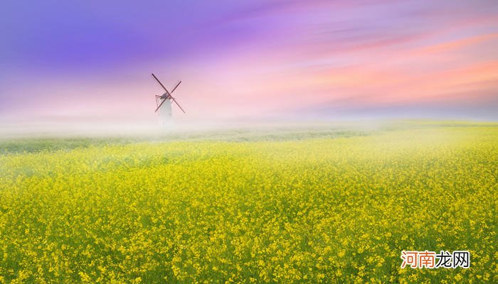 青海十大赏花胜地 青海赏花的地方有哪些