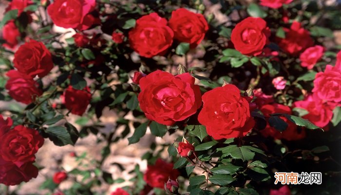 上海十大赏花胜地 上海赏花最漂亮的地方