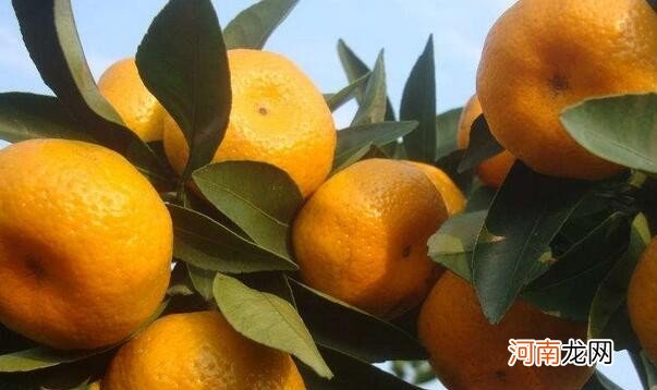 沙糖桔吃多了会上火吗 沙糖桔上火吗