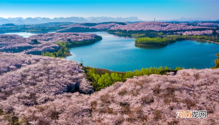 中国十大赏樱花胜地 国内赏樱花的最好地方