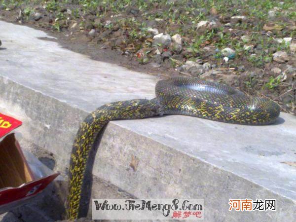 孕妇梦见被蛇咬了手是什么征兆 孕妇梦见自己的手被蛇咬了