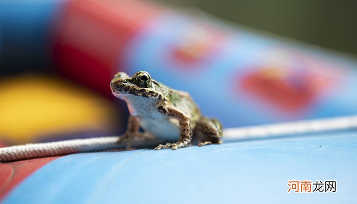 石蛙是国家保护动物吗 野生石蛙是国家保护动物吗