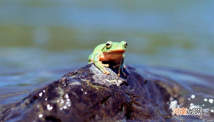石蛙是国家保护动物吗 野生石蛙是国家保护动物吗
