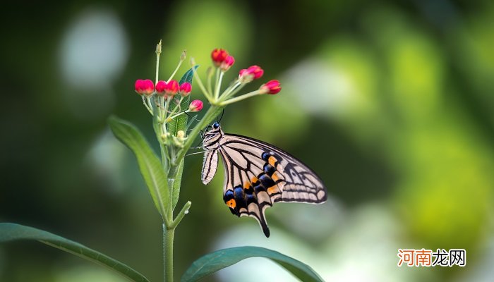 蝴蝶是益虫还是害虫 蜻蜓属于益虫还是害虫