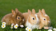 了解宠物兔的怪癖 宠物兔子怎么养昵