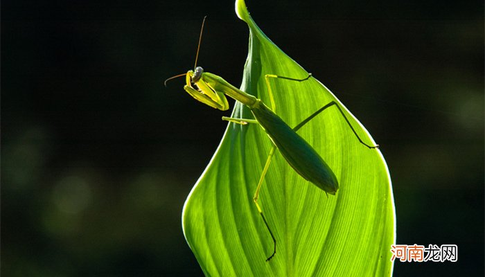 螳螂是害虫还是益虫 螳螂是属于害虫还是益虫