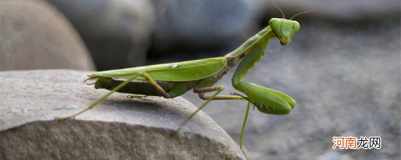 螳螂是害虫还是益虫 螳螂是属于害虫还是益虫