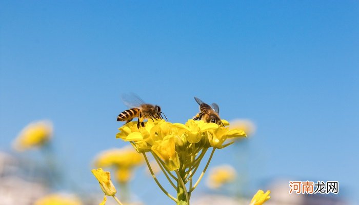 蜜蜂的习性 蜜蜂的习性有哪些