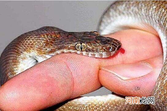 怀孕梦见蛇被蛇咬是什么意思 怀孕梦见被蛇咬是什么预兆