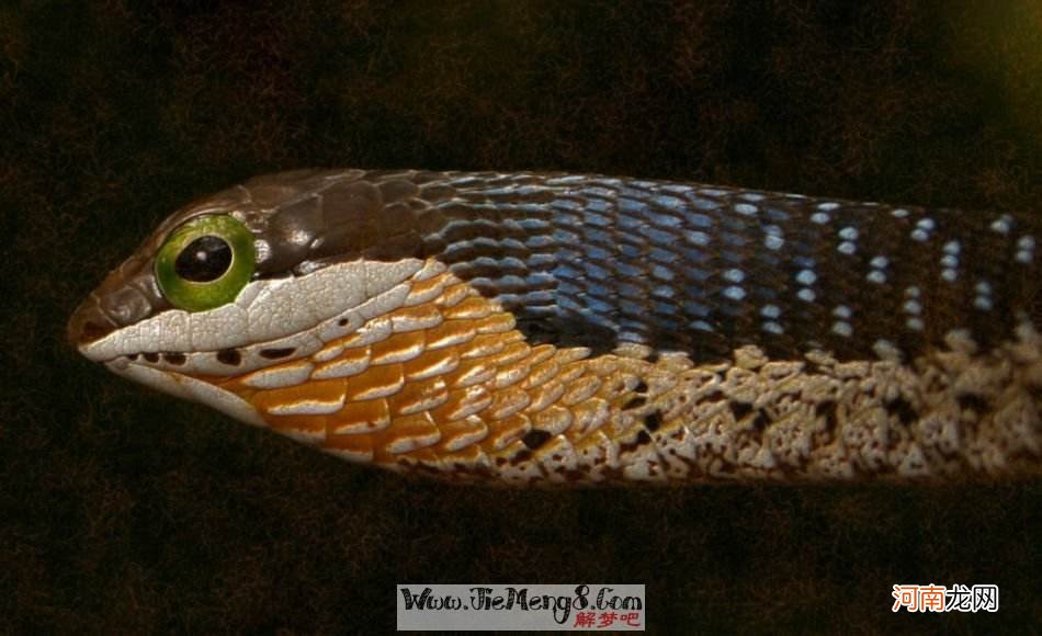 怀孕梦见蛇被蛇咬是什么意思 怀孕梦见被蛇咬是什么预兆