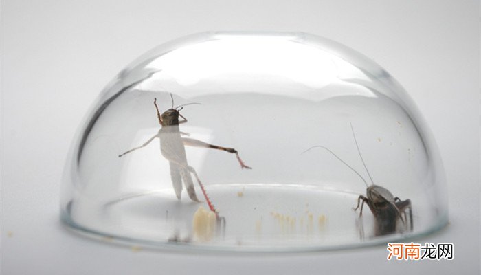 蟋蟀是昆虫吗 蟋蟀是什么样的昆虫