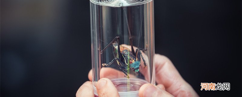 蟋蟀是昆虫吗 蟋蟀是什么样的昆虫