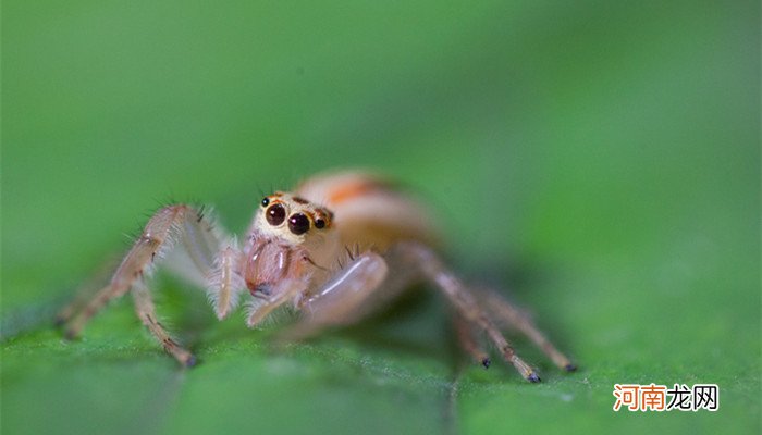蜘蛛是什么动物 蜘蛛属于什么类型