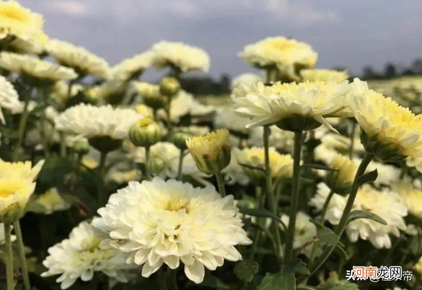 安徽有什么好茶叶 安徽名茶排行榜前十名