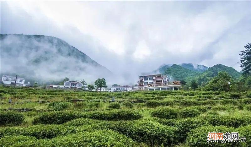 安徽有什么好茶叶 安徽名茶排行榜前十名