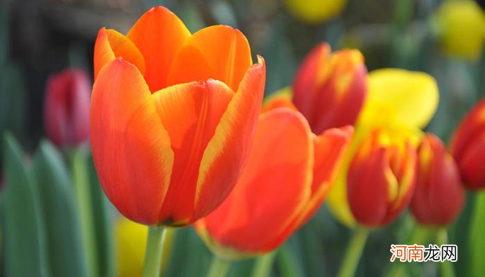 郁金香花期有多长 郁金香花期多少天