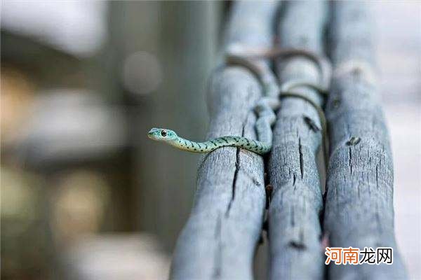 女人梦见蛇是什么意思百度 女人梦见蛇了是什么意思周公解梦