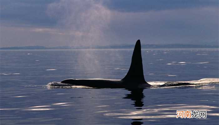 世界上最大的鲸鱼是什么鱼 世界上最大的鲸鱼叫什么