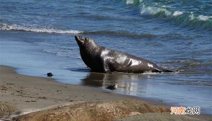 海豹是哺乳动物吗 海豹是不是哺乳动物