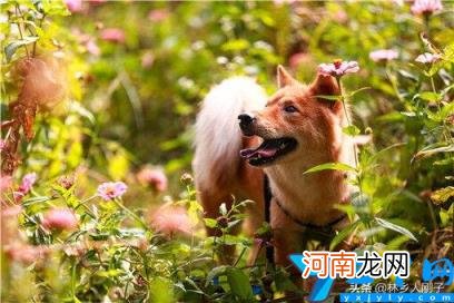 办理养狗证需要什么手续 养狗需要办什么狗证吗