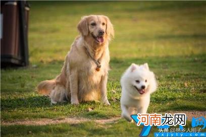 办理养狗证需要什么手续 养狗需要办什么狗证吗