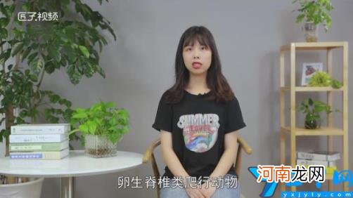 鳄鱼是什么动物 鳄鱼是什么动物进化的