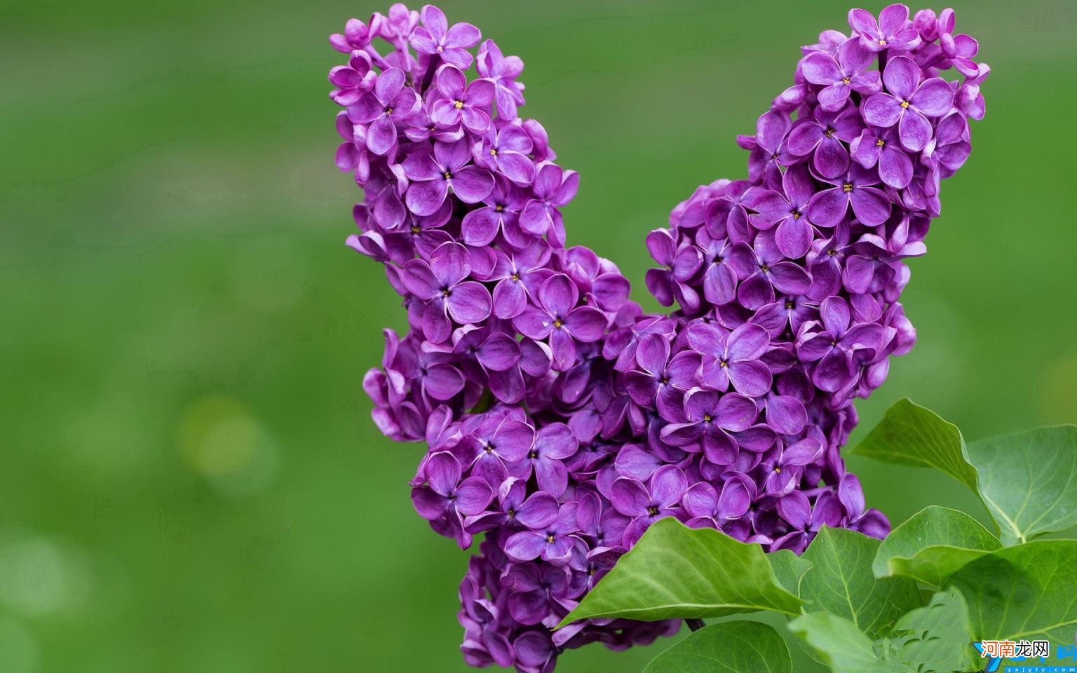 茶叶广告语宣传语 关于茶叶的广告语简短