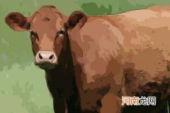 解梦一群牛 梦见一群牛是什么意思?