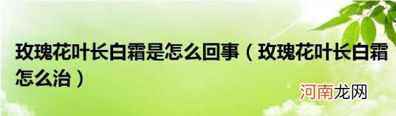 玫瑰花叶长白霜怎么治 玫瑰花叶长白霜是怎么回事