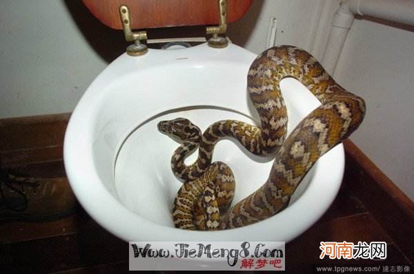 梦见被蛇咬手了怎么回事 做梦梦到被蛇咬了手是什么征兆