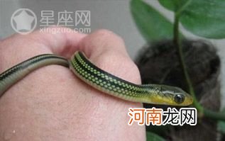 梦见被蛇咬手了怎么回事 做梦梦到被蛇咬了手是什么征兆