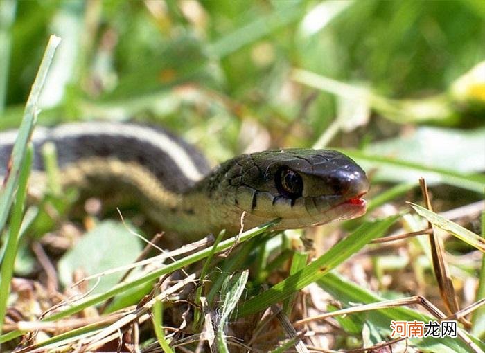 备孕梦到被蛇咬是什么征兆女性 备孕梦见被蛇追着咬