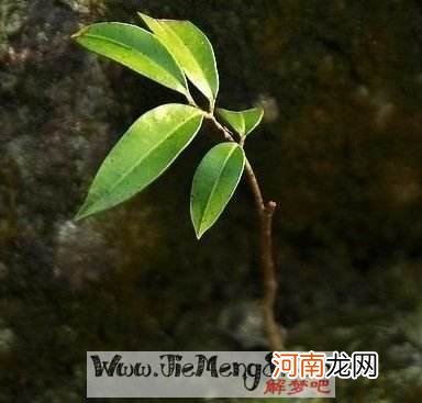 病人梦到死去的亲人意味着什么 生病人梦见死去的亲人